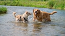 Hund im Fluss: Zwei Hunde toben im Fluss