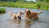 Hund im Fluss: Zwei Hunde toben im Fluss