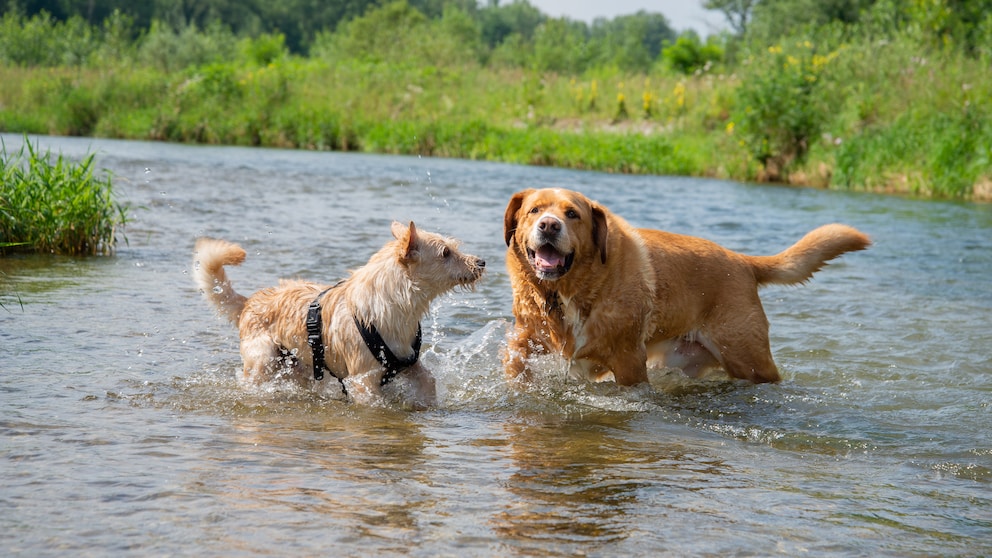 Hund im Fluss: Zwei Hunde toben im Fluss