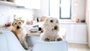 Zwei Hunde sitzen am Esstisch in einer K&uuml;che
