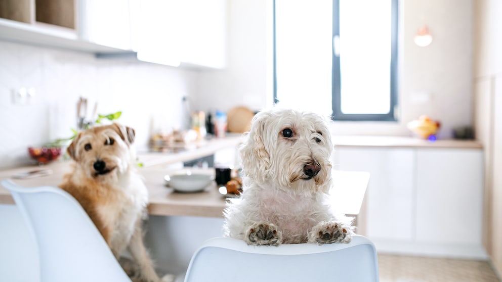 Zwei Hunde sitzen am Esstisch in einer Küche