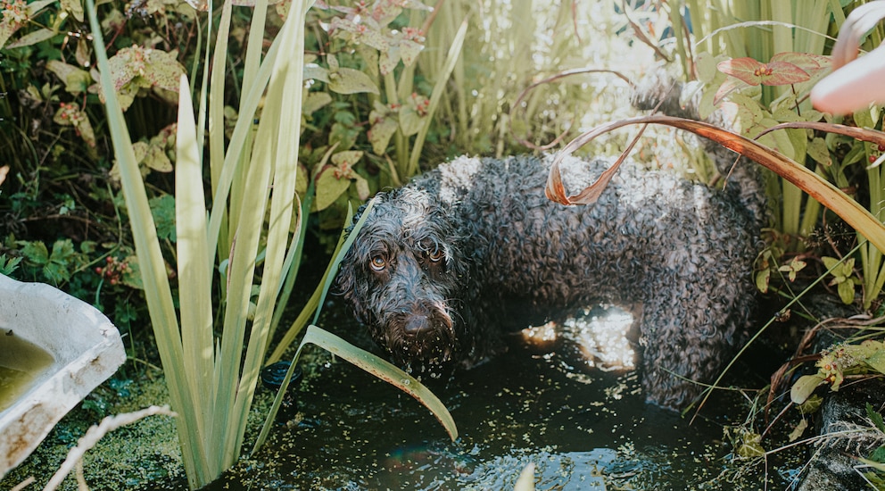 Ein Cockapoo ist komplett mit Teichschlamm überzogen