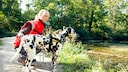 Dalmatiner schaut gespannt in die Natur, bereit zum Suchen.