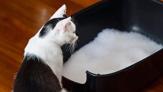 Eine Katze sitzt vor ihrem Katzenklo