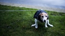 Ein Hund hockt sich auf der Wiese hin, um sein Geschäft zu erledigen.