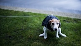 Ein Hund hockt sich auf der Wiese hin, um sein Geschäft zu erledigen.