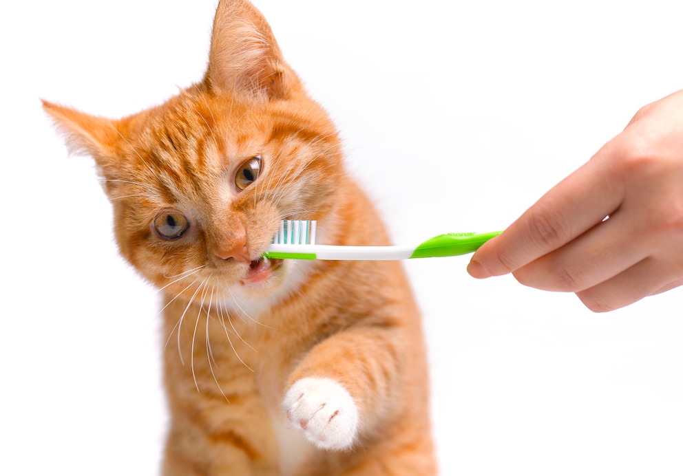 Eine Katze beißt in eine Zahnbürste
