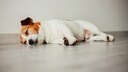 Krankheiten bei Hunden