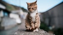 Eine Straßenkatze sitzt traurig auf einer Mauer