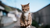 Eine Straßenkatze sitzt traurig auf einer Mauer