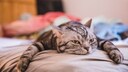 Eine Katze liegt offensichtlich gelangweilt auf dem Bett