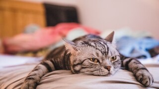 Eine Katze liegt offensichtlich gelangweilt auf dem Bett