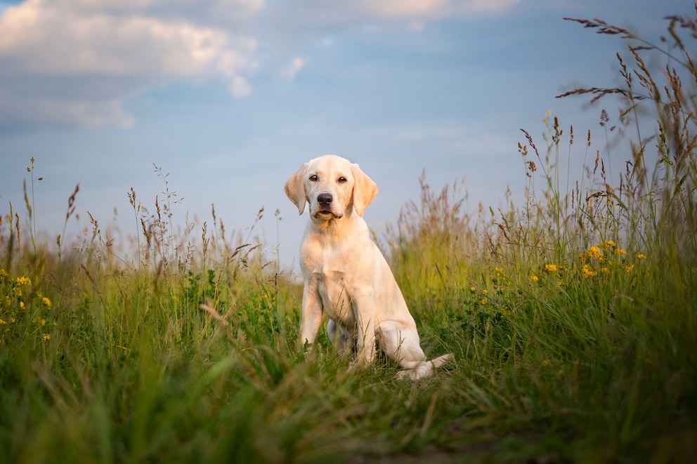 Labrador