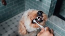 Ein Hund lässt sich die Zähne bürsten