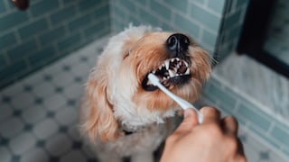 Ein Hund lässt sich die Zähne bürsten