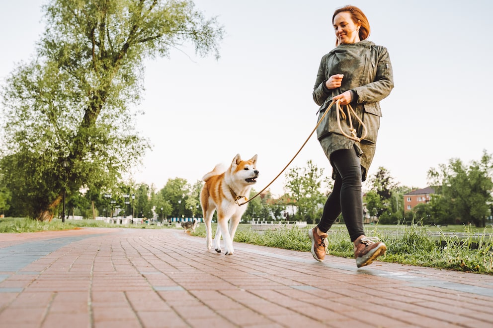 So oft sollte der Hund Gassi gehen PETBOOK