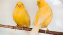 Pflegeleichte Ziervögel: Kanarienvögel auf einem Ast