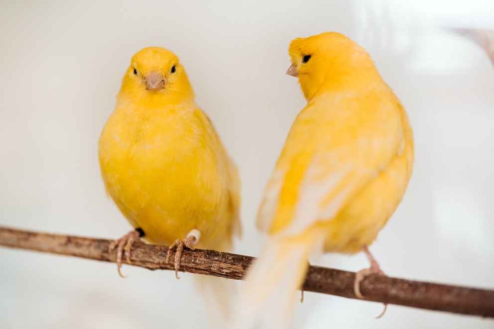 Pflegeleichte Ziervögel: Kanarienvögel auf einem Ast