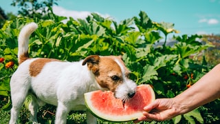 Ein Hund lässt sich ein Stück Wassermelone schmecken