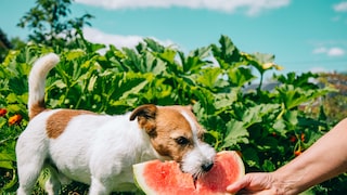 Ein Hund lässt sich ein Stück Wassermelone schmecken