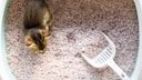 Ein Kitten geht aufs Katzenklo