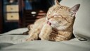 Eine sandfarbene Katze liegt auf dem Sofa und putzt ihre Pfote
