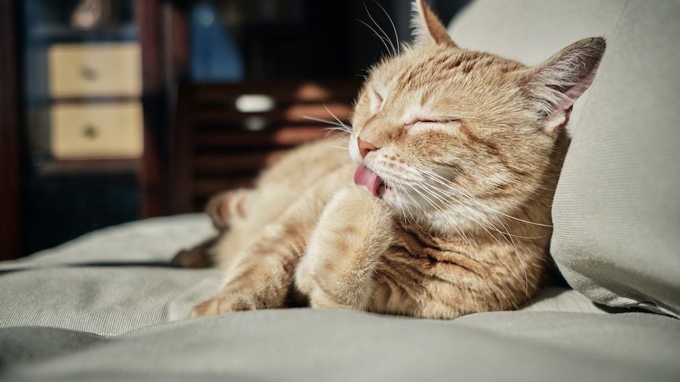 Eine sandfarbene Katze liegt auf dem Sofa und putzt ihre Pfote