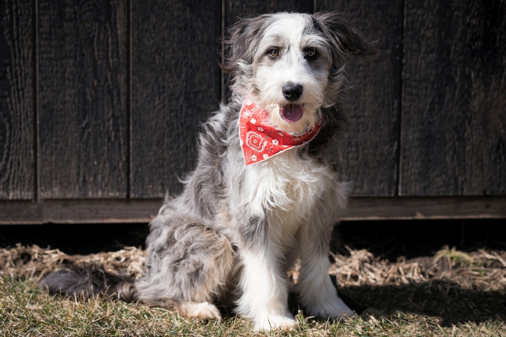 Bearded Collie