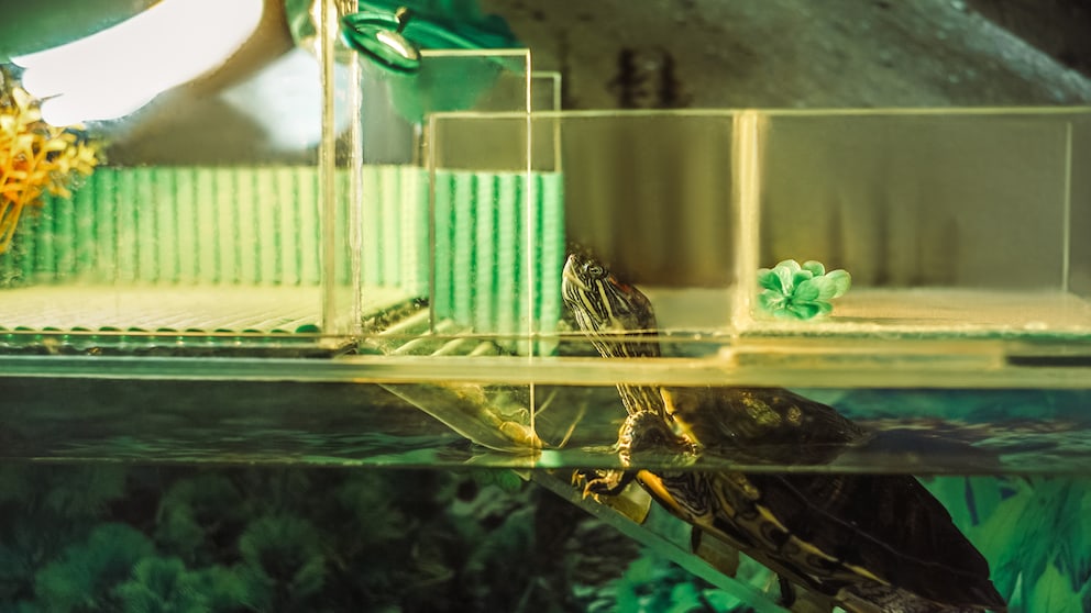 Eine Wasserschildkröte klettert zum Sonnen auf den Landteil ihres Aquariums