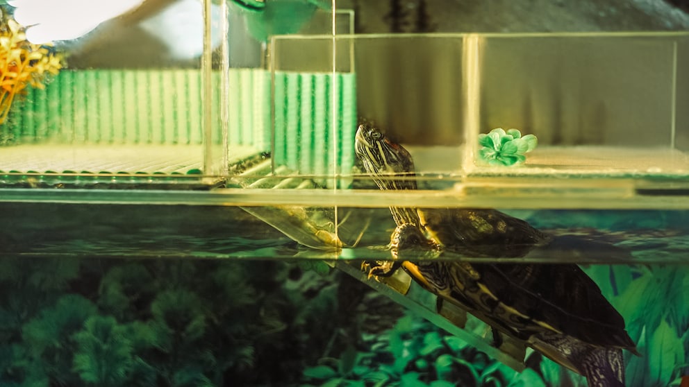 Eine Wasserschildkröte klettert zum Sonnen auf den Landteil ihres Aquariums