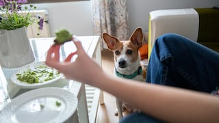 Ein Hund schaut mit traurigen Augen auf ein Stück Brokkoli, dass ein Mensch in der Hand hält