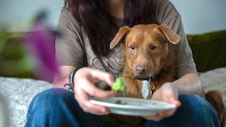 Vegane Ernährung Hund: Ein Hund sitzt auf dem Schoß von Frauchen und schaut auf ein Stück Brokkoli