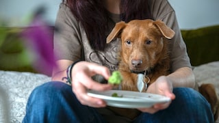 Vegane Ernährung Hund: Ein Hund sitzt auf dem Schoß von Frauchen und schaut auf ein Stück Brokkoli