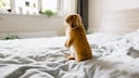 Haustiere allein zu Hause: Kaninchen auf dem Bett