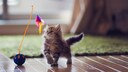 Spielzeug f&uuml;r Katzen: Ein Kitten spielt mit einem wackelnden Federspielzeug