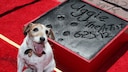 Uggie