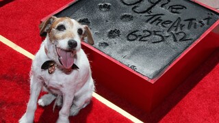 Uggie
