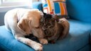 Tierhaare vom Sofa oder anderen Wohntextilien entfernen: Katze und Hund auf Couch