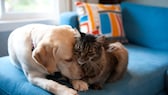 Tierhaare vom Sofa oder anderen Wohntextilien entfernen: Katze und Hund auf Couch