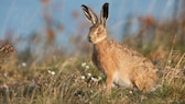 Ein Feldhase sitzt auf einer Wildblumenwiese