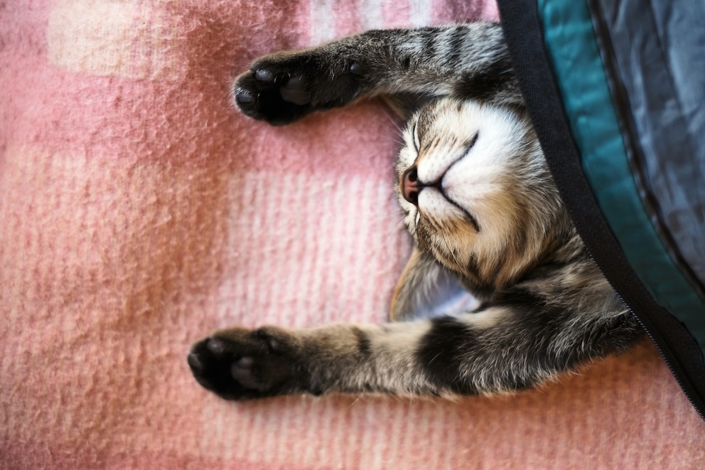 Katze schläft mit ausgestreckten Pfoten unter einer Decke