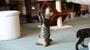 Eine Katze spielt mit einem Spielzeug
