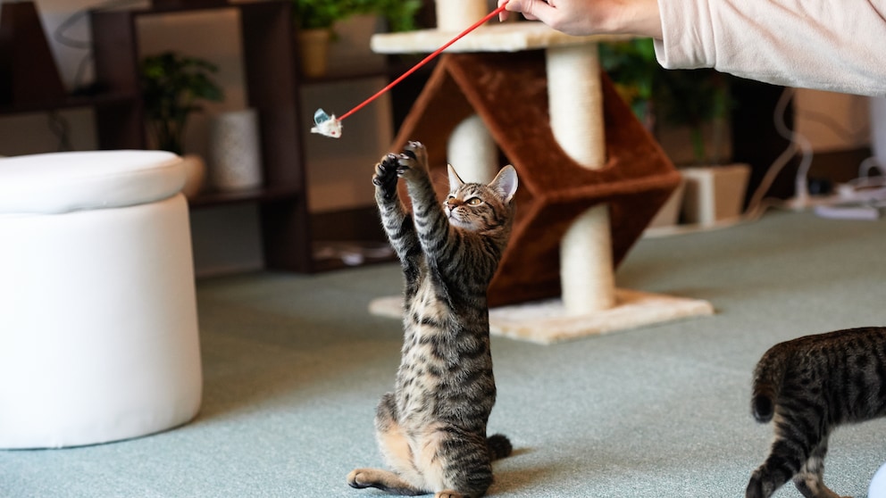 Eine Katze spielt mit einem Spielzeug