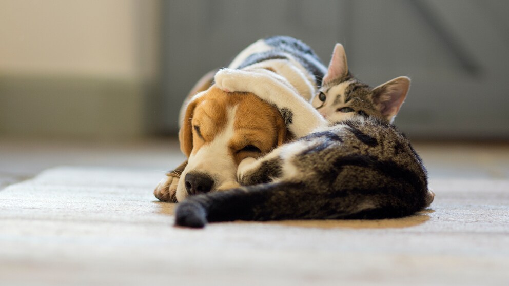 Hunde und Katzen vertragen sich nicht immer