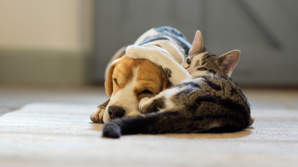 Hunde und Katzen vertragen sich nicht immer