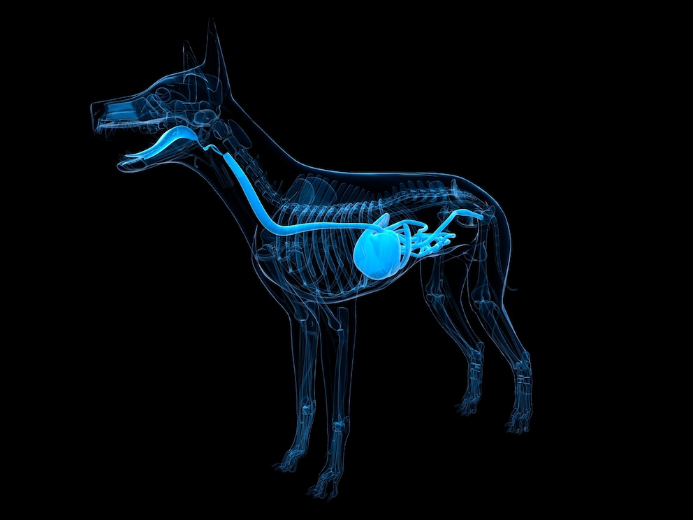 Ein Querschnitt eines Hunde mit gekennzeichnetem Verdauungstrakt