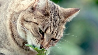 Eine Katze schnüffelt intensiv an Katzenminze