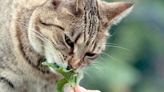 Eine Katze schnüffelt intensiv an Katzenminze