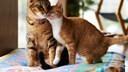 Eine junge Katze kuschelt mit einer älteren