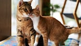 Eine junge Katze kuschelt mit einer älteren